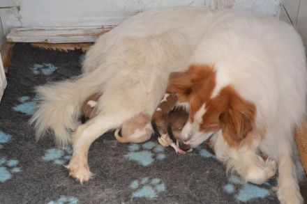 Collie im amerikanischen Typ