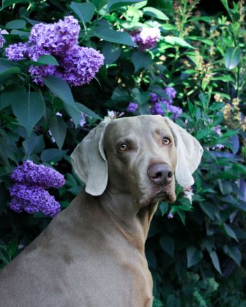 Deckrüde Nero vom Wolfenstein