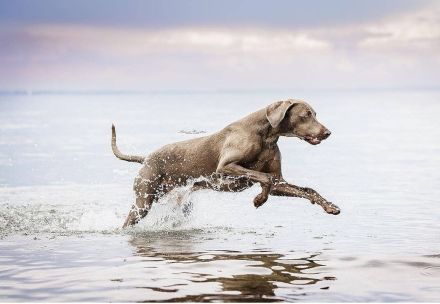 Deckrüde Nero vom Wolfenstein