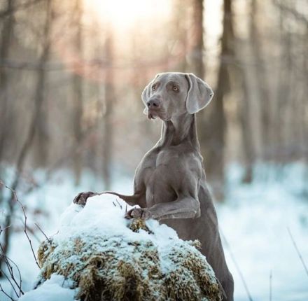 Deckrüde Nero vom Wolfenstein