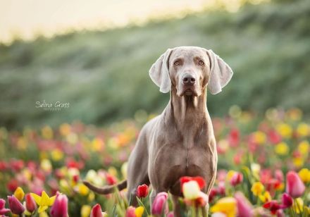 Deckrüde Nero vom Wolfenstein