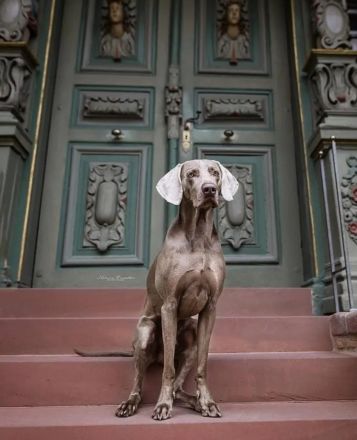 Deckrüde Nero vom Wolfenstein