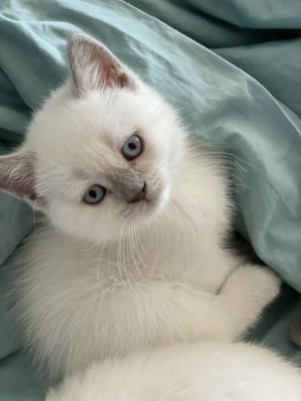 BKH Point Kitten
