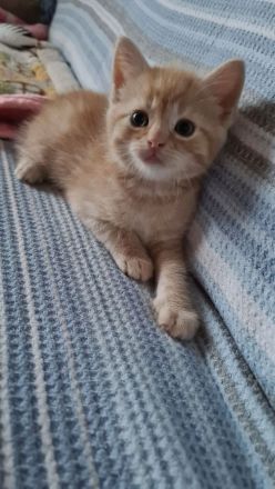 5verspielte und schöne BKH-Mischkatzen