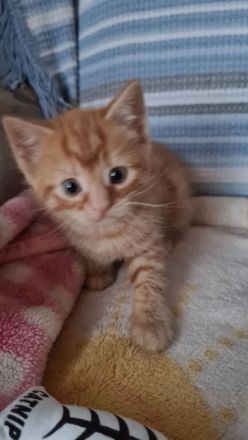 5verspielte und schöne BKH-Mischkatzen