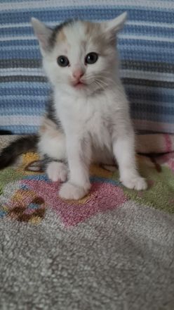 5verspielte und schöne BKH-Mischkatzen