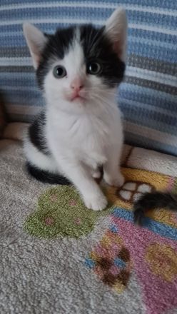 5verspielte und schöne BKH-Mischkatzen