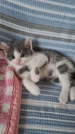 5verspielte und schöne BKH-Mischkatzen