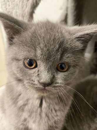 Britisch kurz Haar Baby Katzen