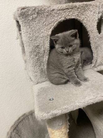 Britisch kurz Haar Baby Katzen