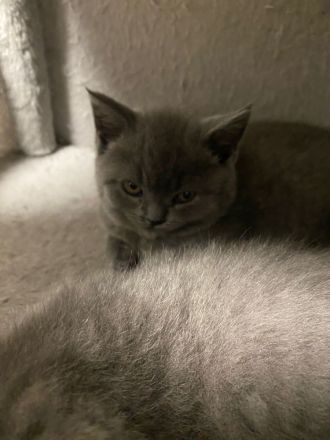 Britisch kurz Haar Baby Katzen