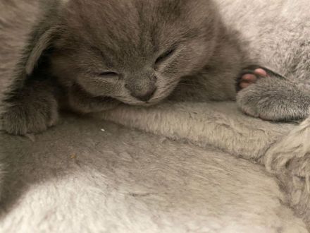 Britisch kurz Haar Baby Katzen