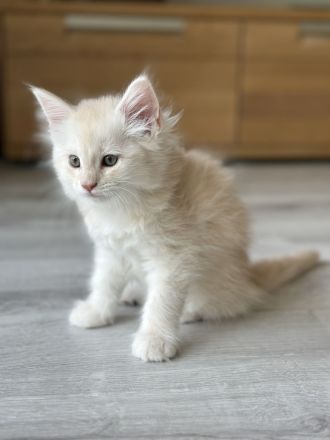 Main Coon Kitten