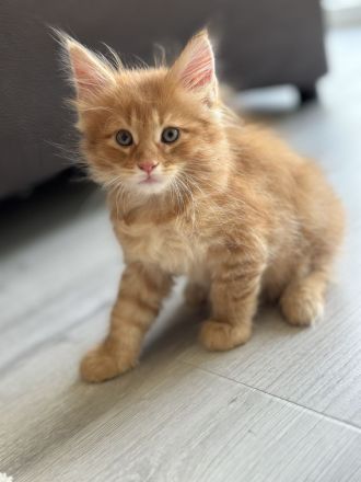 Main Coon Kitten