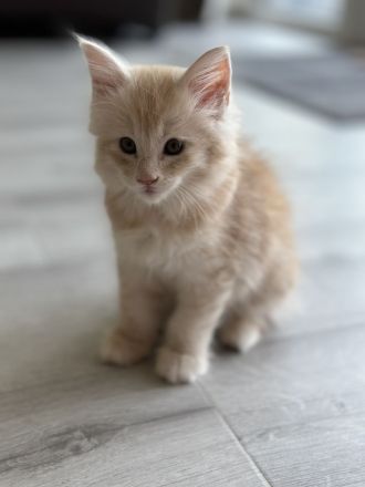 Main Coon Kitten
