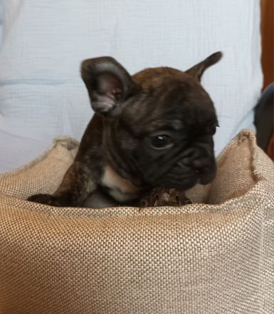 Zwei Süße Franz.Bulldoggwelpen