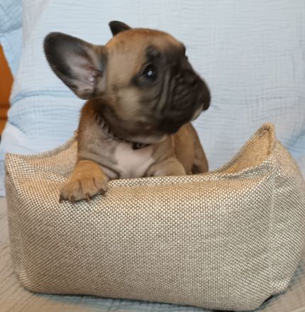Zwei Süße Franz.Bulldoggwelpen