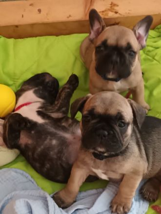 Zwei Süße Franz.Bulldoggwelpen