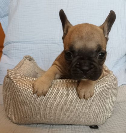 Zwei Süße Franz.Bulldoggwelpen