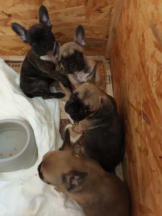 Zwei Süße Franz.Bulldoggwelpen