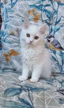 Liebevollen Dosenöffner gesucht :-)