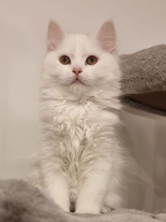 Liebevollen Dosenöffner gesucht :-)