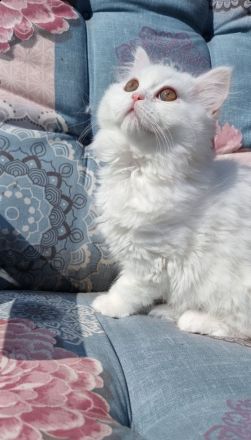 Liebevollen Dosenöffner gesucht :-)