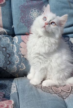 Liebevollen Dosenöffner gesucht :-)