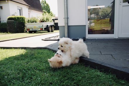 Vier bezaubernde Mittelspitz-Damen suchen ein liebevolles Zuhause