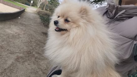 Vier bezaubernde Mittelspitz-Damen suchen ein liebevolles Zuhause