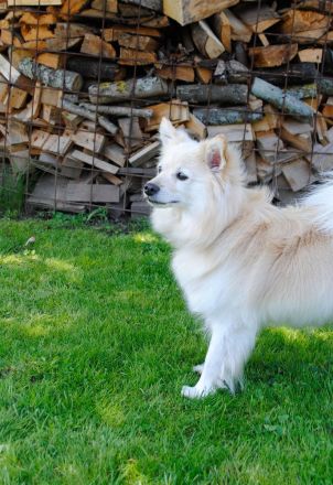 Vier bezaubernde Mittelspitz-Damen suchen ein liebevolles Zuhause