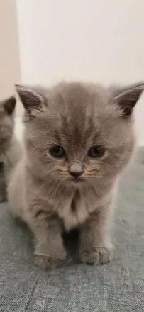 Günstige BKH Kitten (reinrassig) abzugeben