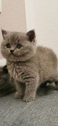 Günstige BKH Kitten (reinrassig) abzugeben