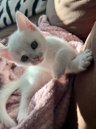 Babykatze Nala sucht neues Zuhause