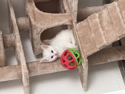 Babykatze Nala sucht neues Zuhause