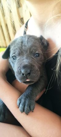 Cane Corso Welpen