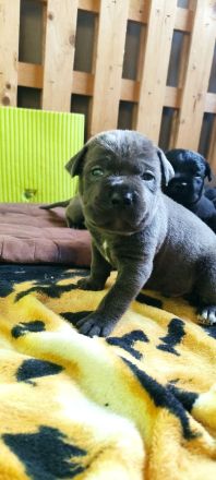 Cane Corso Welpen