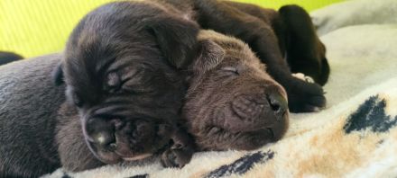 Cane Corso Welpen