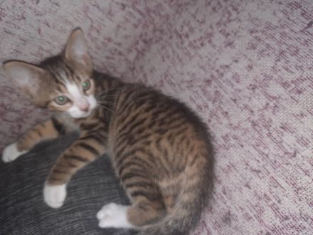 2 Kater suchen ein Zuhause