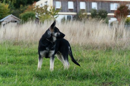 Deckrüde - Ost Europäischer Schäferhund