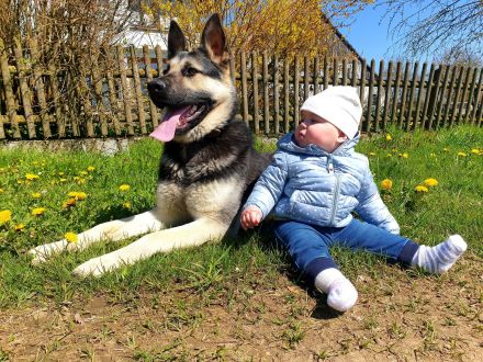 Deckrüde - Ost Europäischer Schäferhund