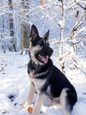 Deckrüde - Ost Europäischer Schäferhund