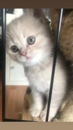 Reinrassige BKH KITTEN
