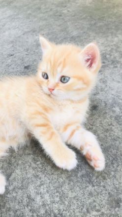 Reinrassige BKH KITTEN