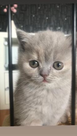 Reinrassige BKH KITTEN