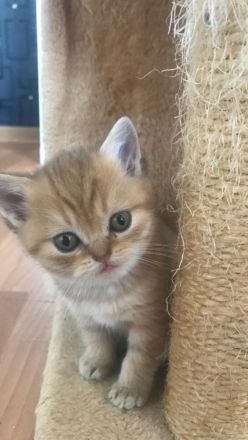 Reinrassige BKH KITTEN