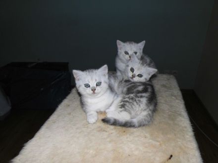 BKH Kitten, reinrassig, sehr verschmust und kerngesund, ab sofort umzugsbereit