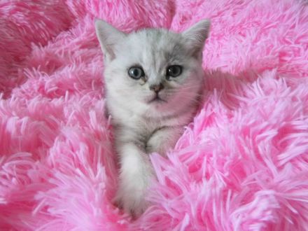 BKH Kitten, reinrassig, sehr verschmust und kerngesund, ab sofort umzugsbereit