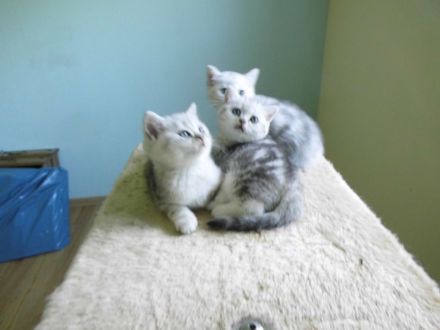 BKH Kitten, reinrassig, sehr verschmust und kerngesund, ab sofort umzugsbereit