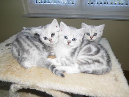 BKH Kitten, reinrassig, sehr verschmust und kerngesund, ab sofort umzugsbereit